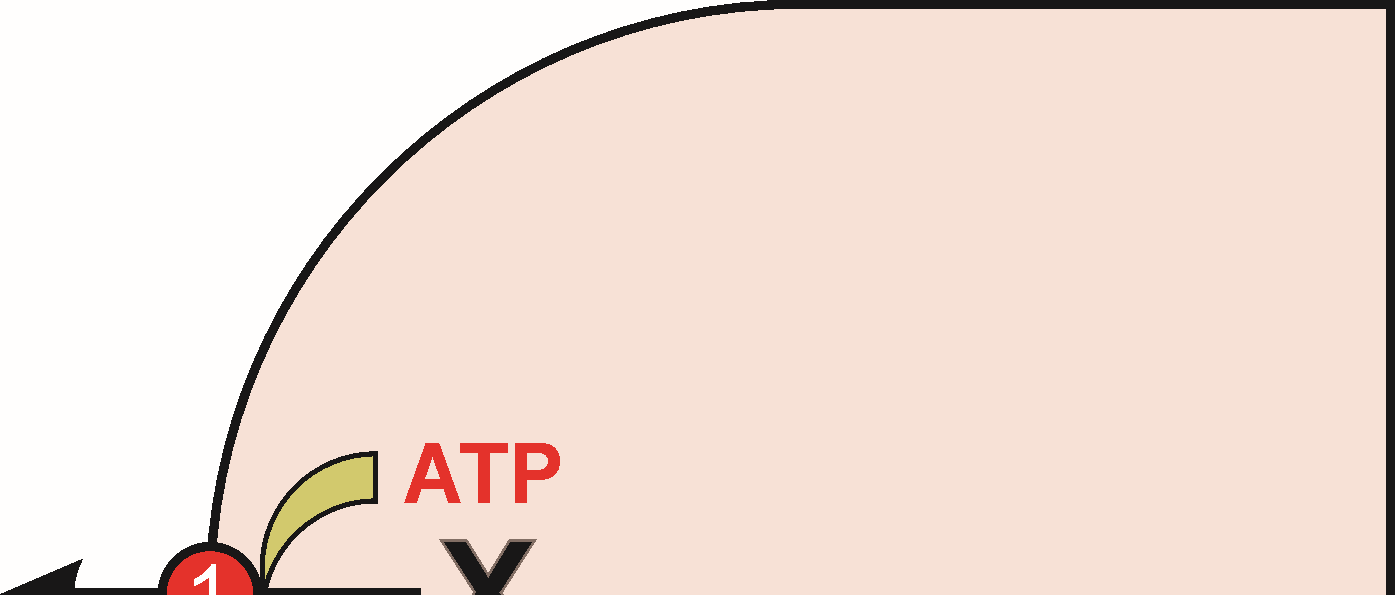 5 JELLEMZŐK 2.a. ELSŐDLEGES AKTÍV TRANSZPORT (export) 1. A primer aktív transzporterek transzmembrán fehérjék, amelyeknek van intracelluláris ATP kötő doménjük és ATPáz aktivitásuk. 2. Az ABC transzporterek hajtóerőként az ATP hidrolízis energiáját közvetlenül használják.