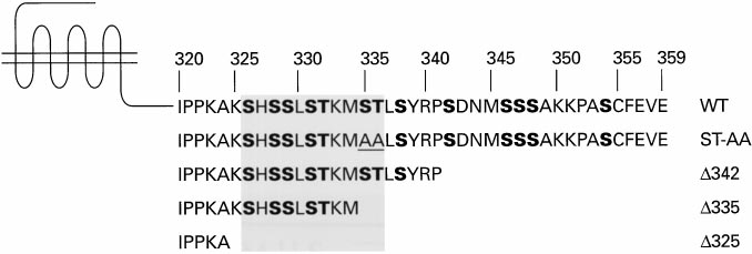 Phosphorylation Sites of the AT 1a Angiotensin Receptor 937 Results Binding parameters of mutant HA-AT 1a -Rs.