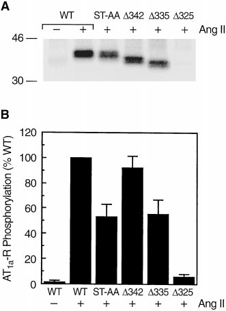 938 Smith et al. PKC. Because PKC is activated by Ang II in target cells (Catt et al.