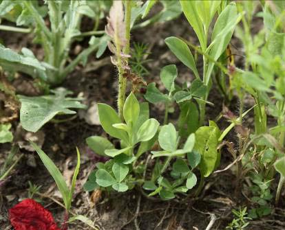 solstitialis, Silene vulgaris,