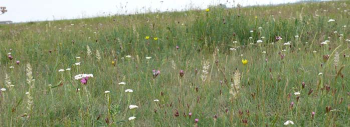 Vizsgálatunk helyszíne Egyek-Pusztakócs, ahol a Hortobágyi Nemzeti Park 2005 és 2008 között összesen 760 hektár szántóterületet gyepesített alacsony diverzitású magkeverékkel.