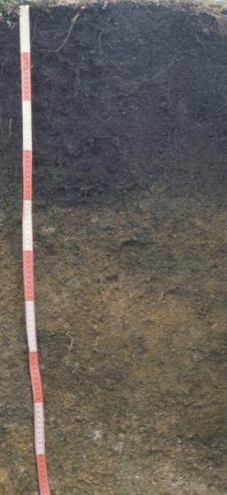 B-szintje 40-70 cm között helyezkedik el, az A-szintnél lényegesen kisebb szervesanyag-tartalomról tanúskodó világos barna színű.