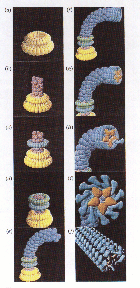 Irodalom 3. ábra: A flagellum felépülésének menete. (Namba & Vonderviszt, 1997) Az eddigiek alapján a filamentum felépülése a következıképpen történik (3. ábra) (Macnab, 2004).