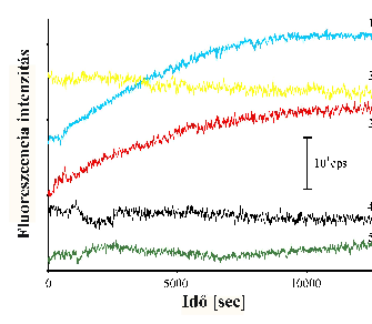 Eredmények 11. ábra: Az 512 nm-en mért fluoreszcencia intenzitás idıbeli változása.