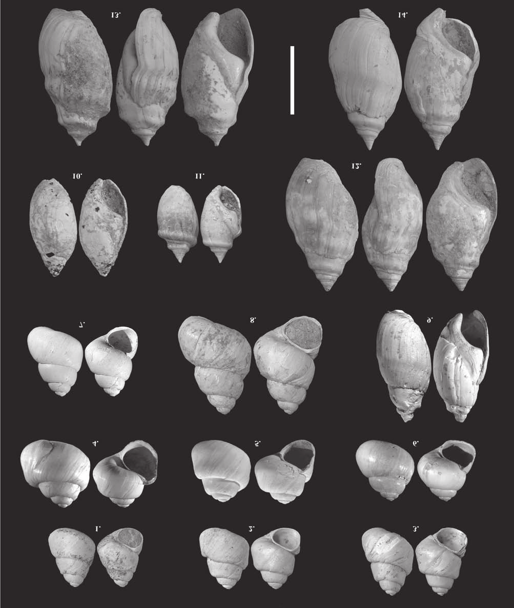 Földtani Közlöny 145/2 (2015) 139 I. tábla Plate I 1. Viviparus sadleri (PARTSCH, 1856), Ph, 21,3 14,7 mm, 2. V. sadleri (PARTSCH, 1856), Ba, 22,7 16 mm, 3. V. sadleri (PARTSCH, 1856), Ph, 23.7 16.6 mm, 4.
