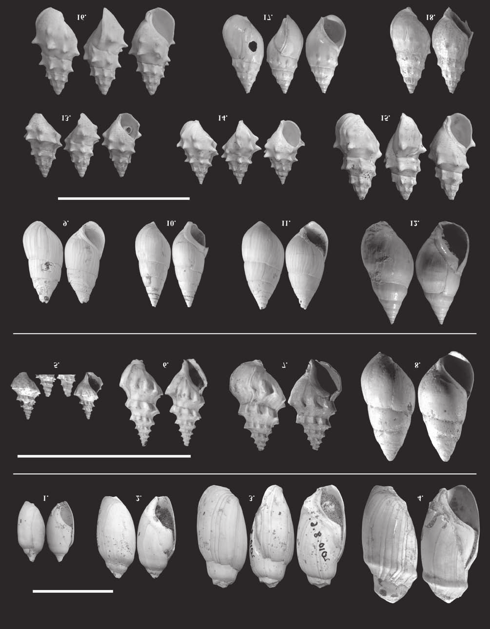 140 KATONA Lajos et al.: Pannóniai puhatestű fauna a Fűzfői-öböl környékének két feltárásából II. tábla Plate II 1. Melanopsis petrovici (BRUSINA, 1902), Ba, 7,1 15,5 mm, 2. M. petrovici ( BRUSINA, 1902), Ba, 9,8 20,9 mm, 2010.