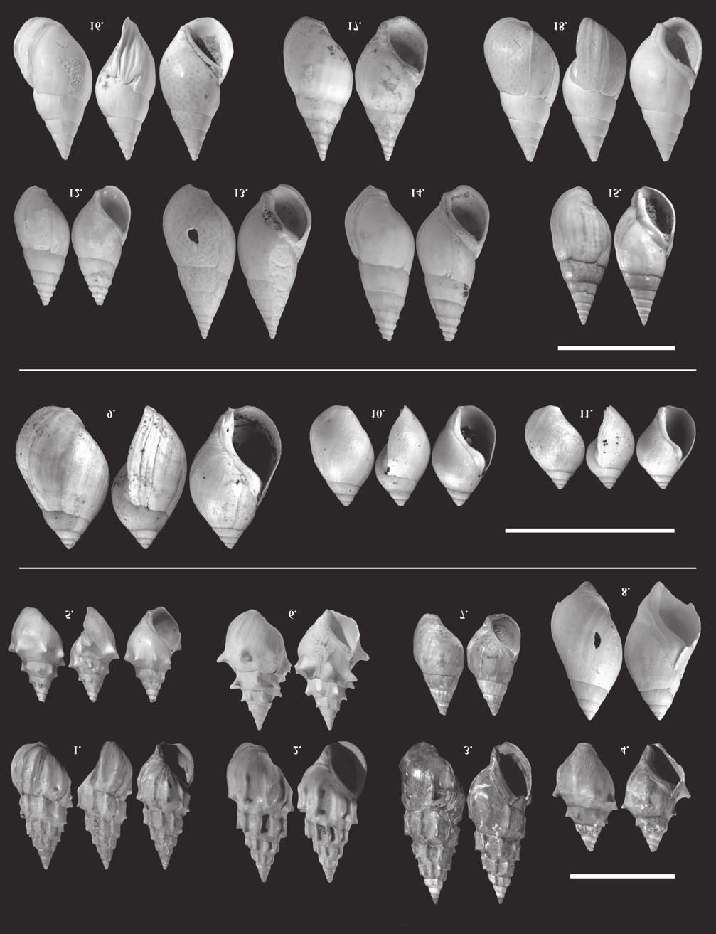 Földtani Közlöny 145/2 (2015) 141 III. tábla Plate III 1. Melanopsis sturii FUCHS, 1873 boettgeri forma, Ph, 12,3 5,4 mm, 2010.9.2., 2. M. sturii FUCHS, 1873 boettgeri forma, Ph, 13 6 mm, 3. M. sturii FUCHS, 1873 boettgeri forma, Ph, 15,6 6,5 mm, 2010.
