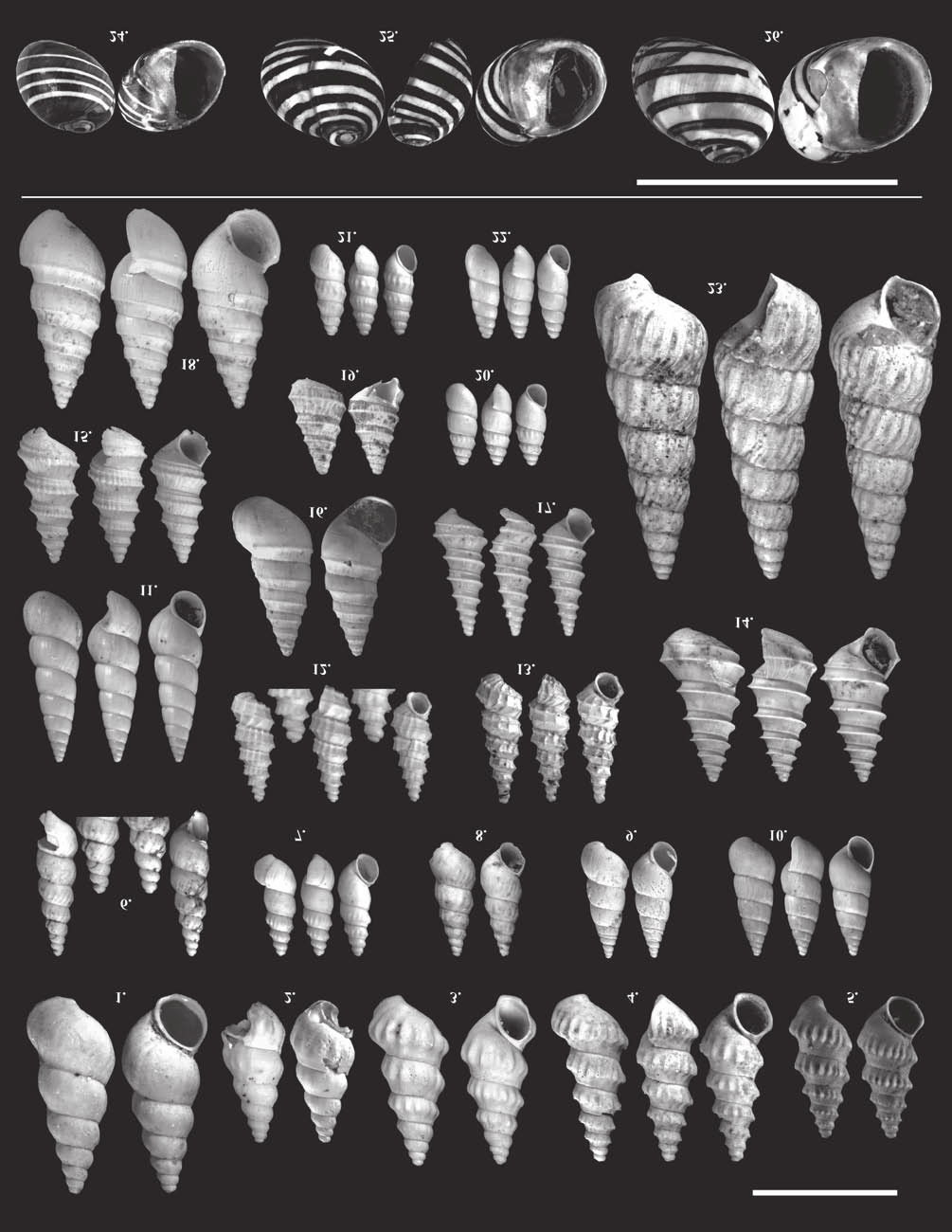 142 KATONA Lajos et al.: Pannóniai puhatestű fauna a Fűzfői-öböl környékének két feltárásából IV. tábla Plate IV 1. Goniochilus bielzi (BRUSINA, 1894), Ba, 7 2 mm, 2. G. bielzi schwabenaui átmenet, Ph, 5 2,3 mm, 2010.