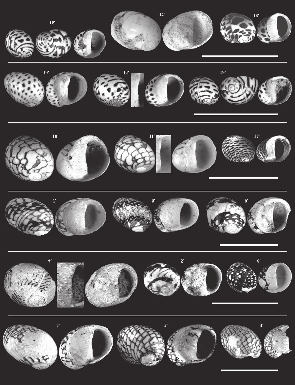 Földtani Közlöny 145/2 (2015) 143 V. tábla Plate V 1. Theodoxus turbinatus (FUCHS, 1870), Ph, 8 10 mm, 2010.9.25., 2. T. turbinatus (FUCHS, 1870), Ph, 7,5 10 mm, 3. T. turbinatus (FUCHS, 1870), Ph, 6 8,2 mm, 2010.
