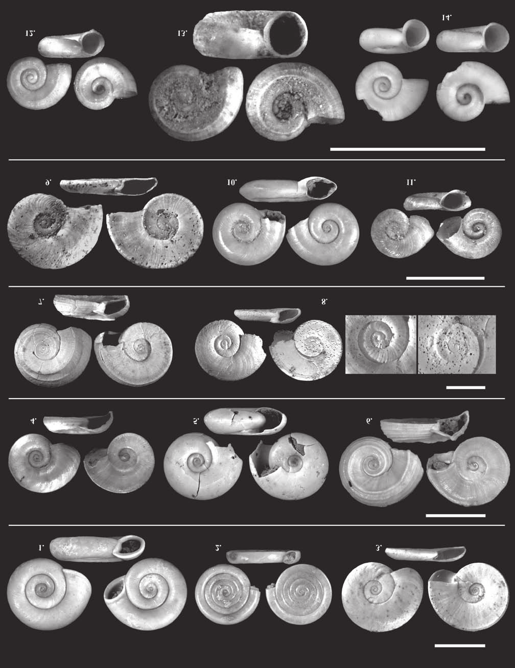 144 KATONA Lajos et al.: Pannóniai puhatestű fauna a Fűzfői-öböl környékének két feltárásából VI. tábla Plate VI 1. Anisus confusus SOÓS, 1934, Ph, 4,2 1,2 mm, 2014.8.4., 2. A. krambergeri (HALAVÁTS, 1902), Ph, 3,2 0,5 mm, 2014.