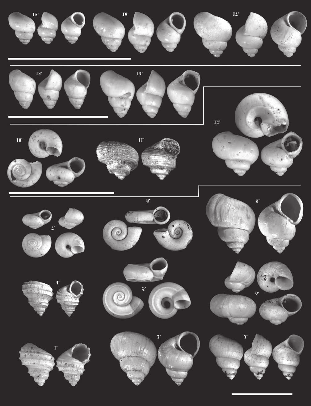 Földtani Közlöny 145/2 (2015) 145 VII. tábla Plate VII 1. Valvata (Cincinna) balatonica ROLLE, 1861, Ph, 3,5 3 mm, 2010.9.55., 2. V. (Cincinna) variabilis FUCHS, 1870, Ba, 3 4,5 mm, 3. V. (Cincinna) fossaruliformis BRUSINA, 1902, Ba, 2,6 3,8 mm, 4.