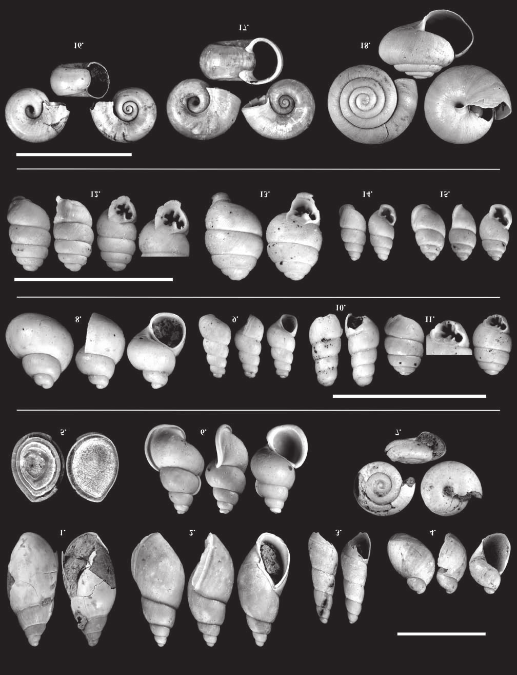 146 KATONA Lajos et al.: Pannóniai puhatestű fauna a Fűzfői-öböl környékének két feltárásából VIII. tábla Plate VIII 1. Aplexa cf. subhypnorum (GOTTSCHICK, 1920), Ph, 6,5 3 mm, 2.
