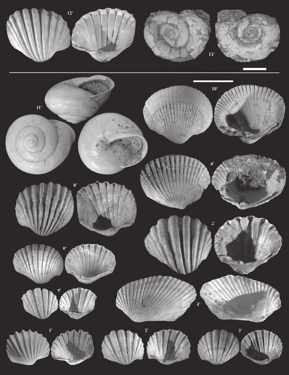 148 KATONA Lajos et al.: Pannóniai puhatestű fauna a Fűzfői-öböl környékének két feltárásából X. tábla Plate X 1. Lymnocardium secans (FUCHS, 1870), Ba, 9 10 mm, 2. L. decorum (FUCHS, 1870), Ba, 9 10 mm, 3.