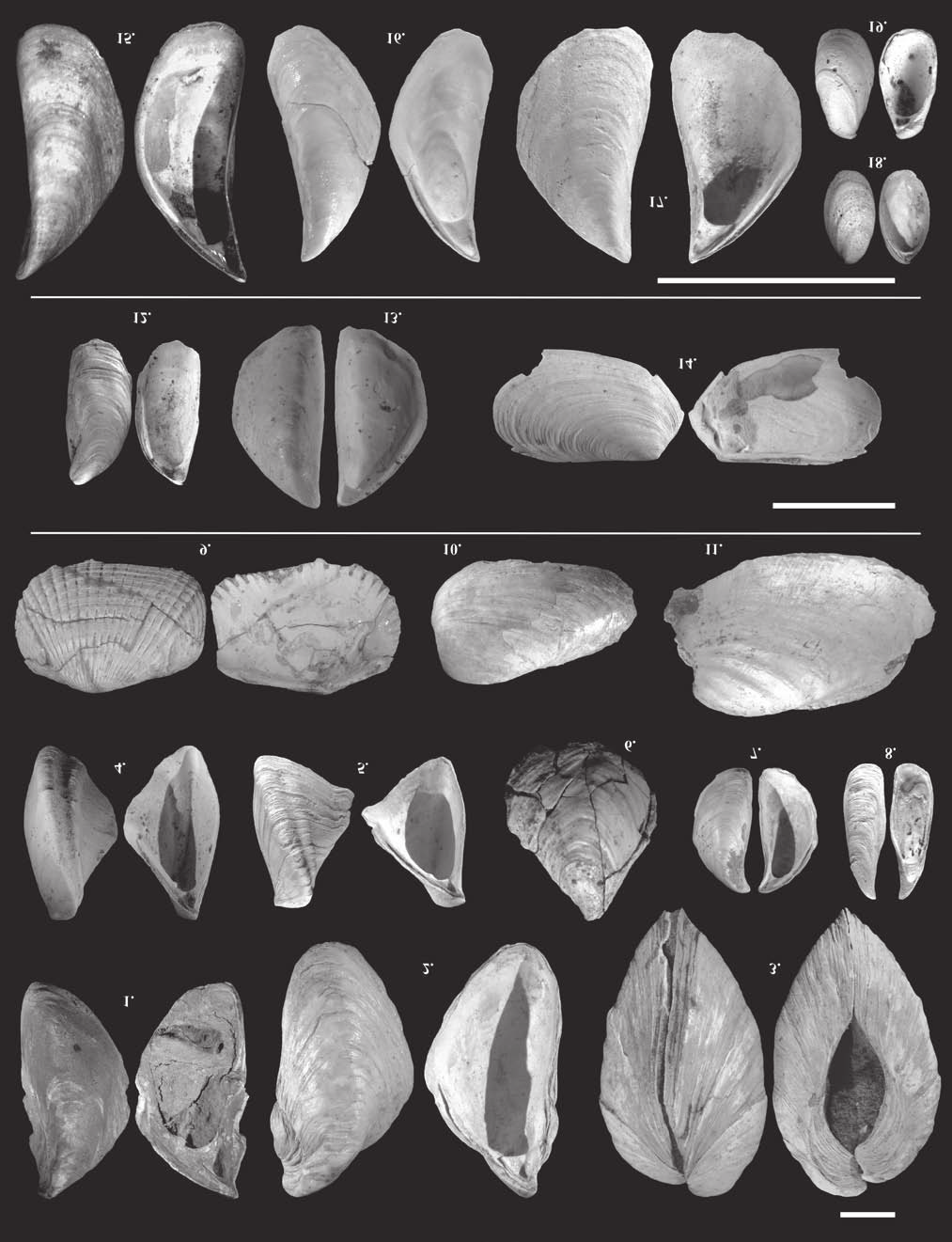 Földtani Közlöny 145/2 (2015) 149 XI. tábla Plate XI 1. Congeria balatonica PARTSCH, 1835, Ph, 40 19mm, 2. C. balatonica PARTSCH, 1835, Ba, 47 29 mm, 3. C. balatonica PARTSCH, 1835, Ba, 53 27 mm, 4.