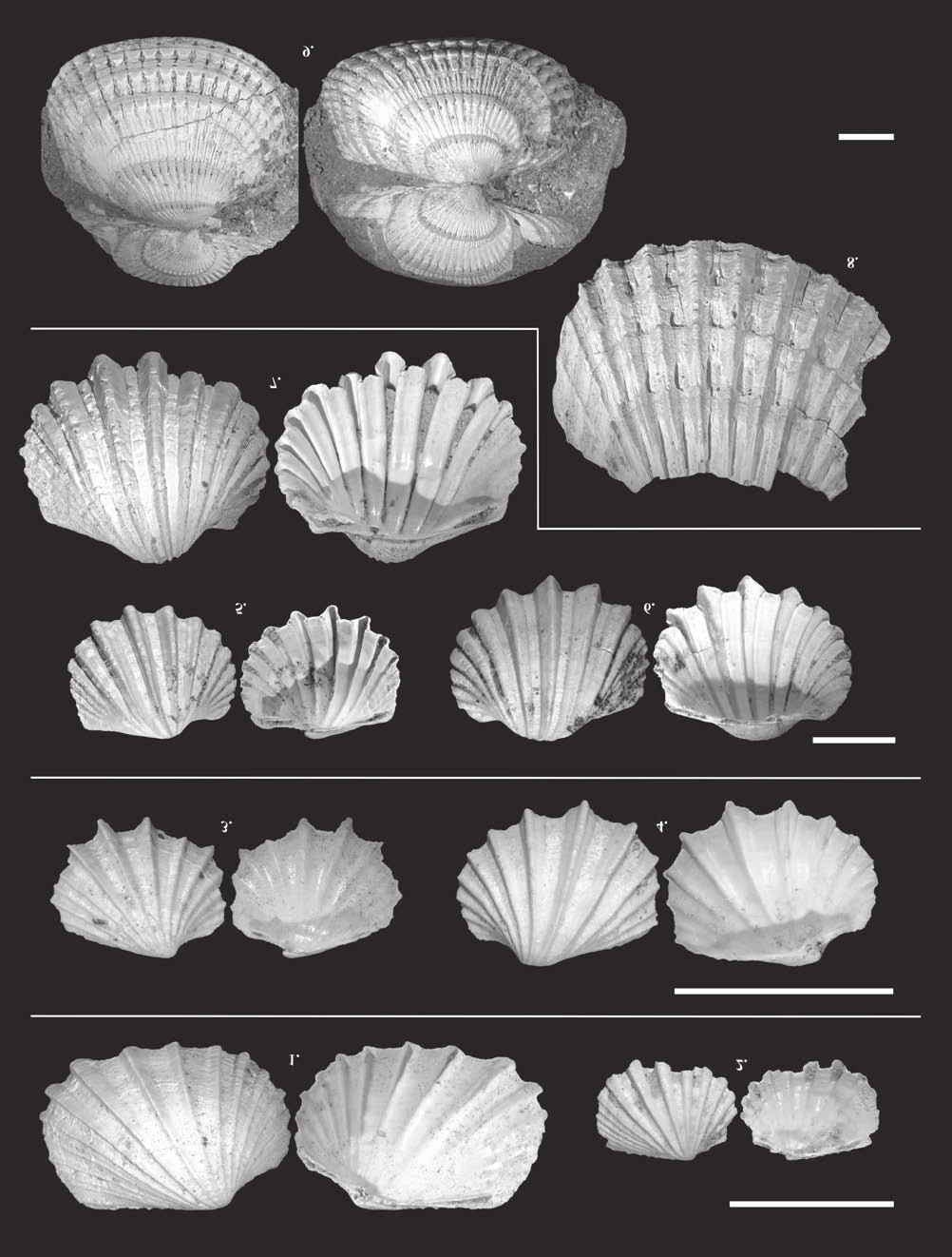 150 KATONA Lajos et al.: Pannóniai puhatestű fauna a Fűzfői-öböl környékének két feltárásából XII. tábla Plate XII 1. Lymnocardium vicinum (FUCHS, 1870), Ba, 5,3 7,7 mm, 2. L. vicinum (FUCHS, 1870), Ba, 3 4,1 mm, 3.