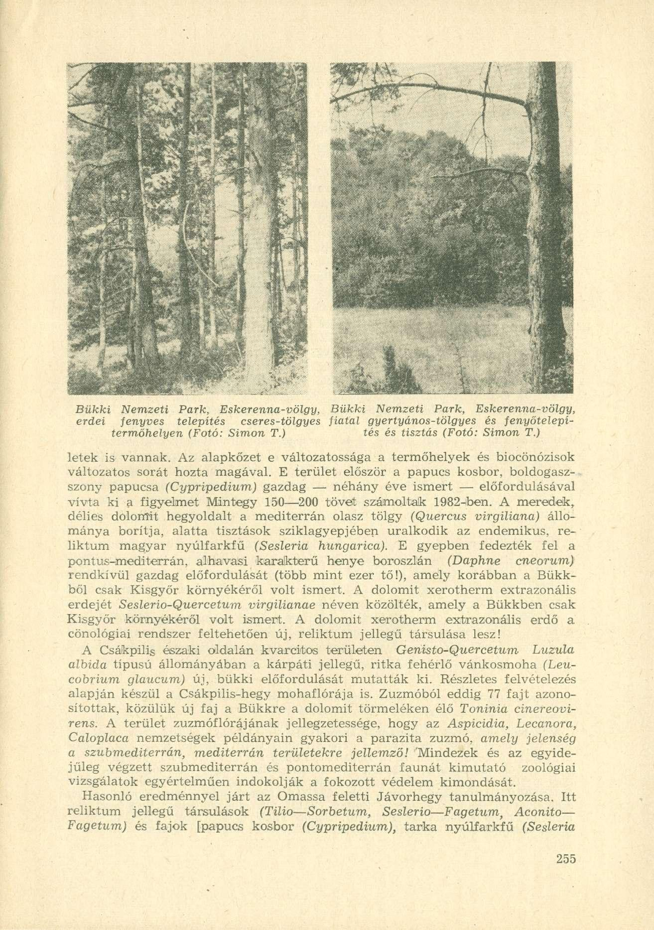 Bükki Nemzeti Park, Eskerenna-völgy, Bükki Nemzeti Park, Eskerenna-völgy, erdei fenyves telepítés cseres-tölgyes fiatal gyertyános-tölgyes és fenyőtelepítermőhelyen (Fotó: Simon T.