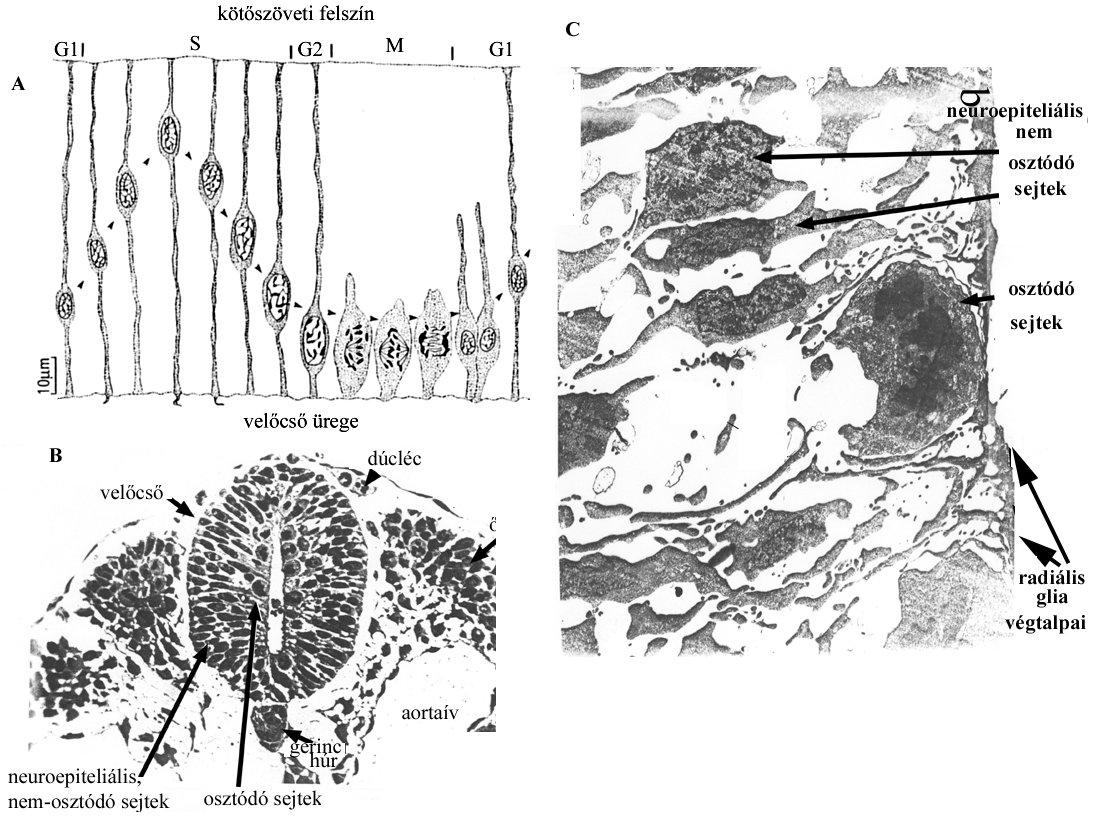 Ezen a téren a főbb felismerések a következők voltak: His-1889 spongioblaszt teória: a neuronok és a glia-sejtek különböző őssejtektől származnak, ti.