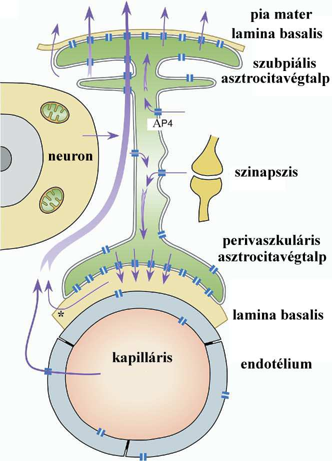 spinalis ependimája övszerű zonula occludenseket tartalmaz (Smith és Shine 1992; Rasch és mtsai 1998), amely jól korrelál Ap4-immunonegativitásával.