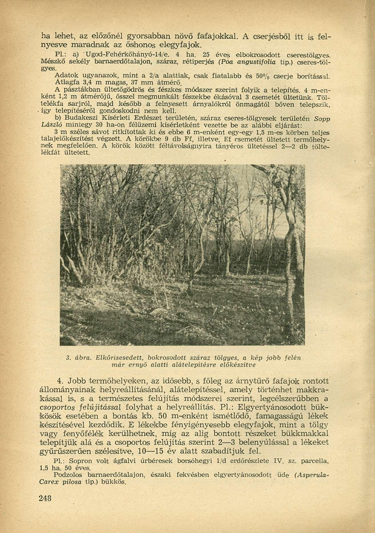 ha lehet, az előzőnél gyorsabban növő fafajokkal. A cserjésből itt is felnyesve maradnak az őshonos elegyfajok. PL: a) Ugod-Fehérkőhányó-14/e. 4 ha. 25 éves elbokrosodott cserestölgyes.