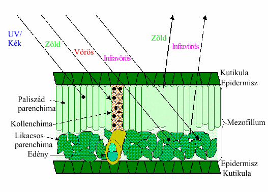 22. ábra: Az elektromágneses hullámok és a növényzet kölcsönhatásai [landsat.usgs.