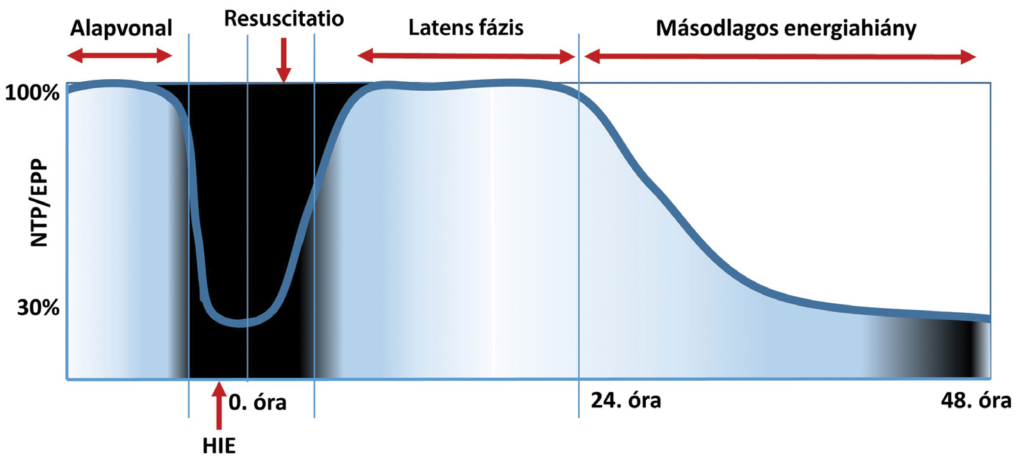 1. ábra Az oxigénhiányos károsodás következtében kialakuló elsődleges és másodlagos energiahiány [10] y tengely: NTP/EEP hányados, ami az agyi energiaszintet jellemző paraméter.