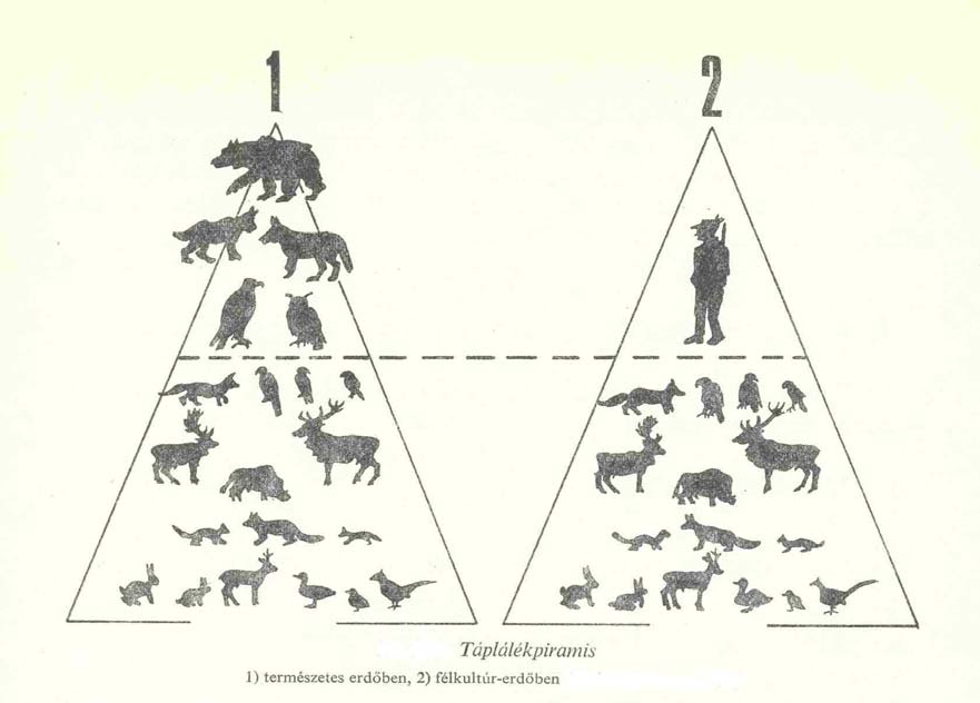 A kultúr ÖKOSZISZTÉMÁK TÁPLÁLÉK LÁNC