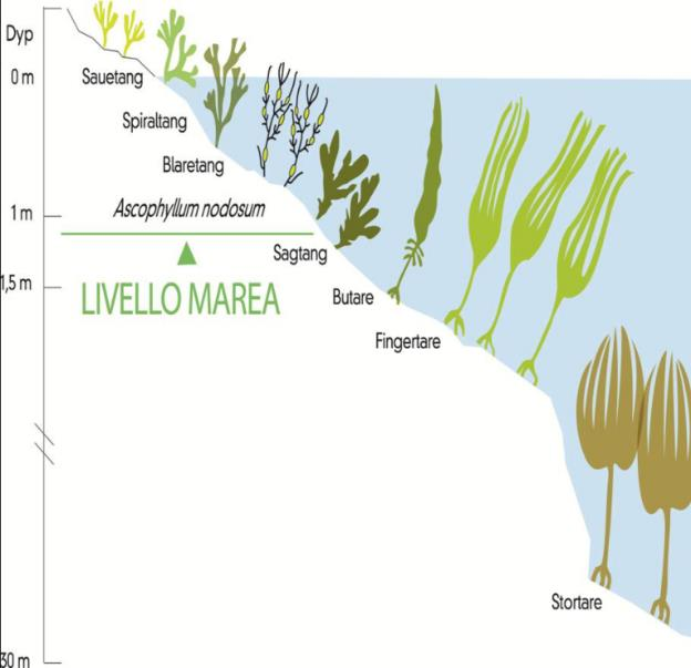 A tengeri algák élettere Mindenhol található alga, de a körülmény meghatározza milyen faj (Baas-Becking, 1934) Körülmények Algák Hullámtér Árapály zóna felett Árapály zónában Árapály zóna alatt