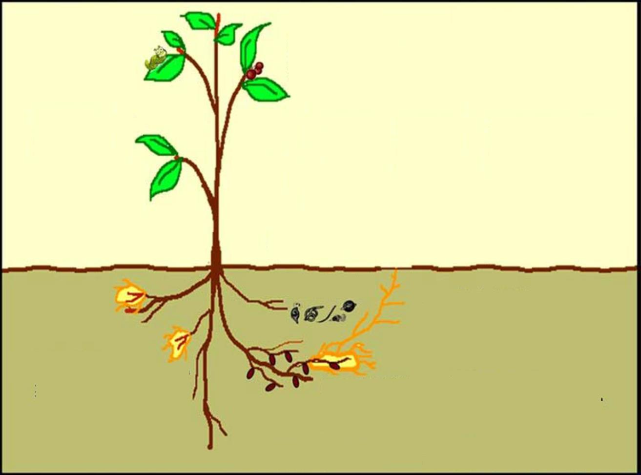 Az Ascophyllum nodosum hatása Kezelés Hatás Lombkezelés Növekedés 1. Elősegíti a hajtás és gyökér növekedését 2. Intenzívebb virágzás, terméskötődés 3. Magasabb hozamok Erősebb stressztolerancia 1.