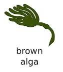 alga