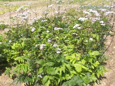 Macskagyökér (Valeriana officinalis) Valerianaceae (macskagyökérfélék), mérsékelt öv, évelı, lágyszárú, álernyı virágzat, kaszattermés.
