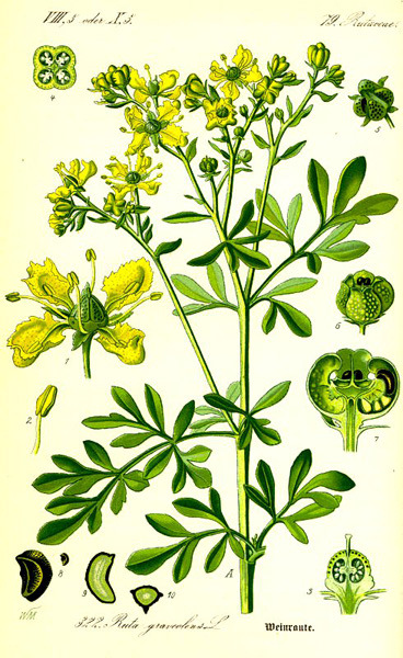 Kerti ruta (Ruta graveolens) Rutaceae (rutafélék), Földközi-tenger vidéke, évelı félcserje, 50-80 cm magas, szürkészöld, összetett levelek, álernyı
