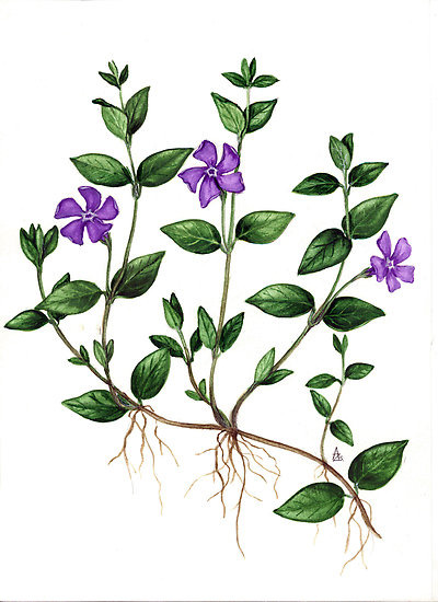 herba (Rutae herba), flavonoidok (rutin), kumarinok, illóolaj, alkaloidok, enyhe görcsoldó, nyugtató, epehajtó, érfalerısítı, rutingyártás