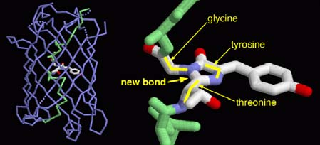 fehérje-természetű molekula pl: kromofor