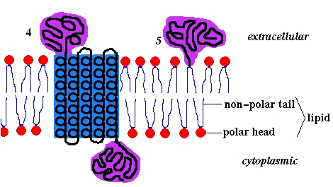 PNAS 2011;108:E881-E889 2011 by