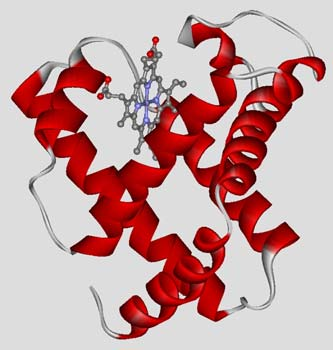 Krisztallográfia <-> NMR mioglobin