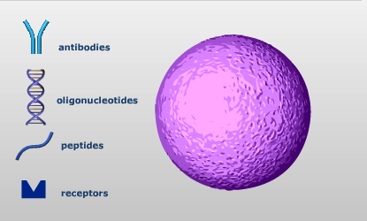 Molekulák felkötése a gyöngyök felszínére Antitestek Oligonukleotidok Peptidek Receptorok