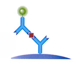 BD TM Cytometric Bead Array (CBA) Citokin mintázat detekció