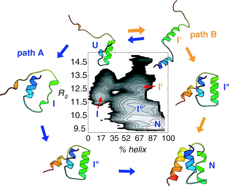 Egy kis fehérje gombolyodása több párhuzamos úton Fehérjék szerkezetének kialakulása II Osváth Szabolcs Semmelweis Egyetem hélix kialakulás és