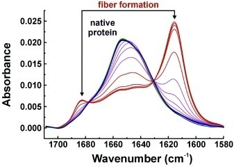 infravörös abszorpció Amiloid szálak méreteloszlása, dinamikus fényszórás A p53 tetramerizáló doménből in vitro növesztett amiloid