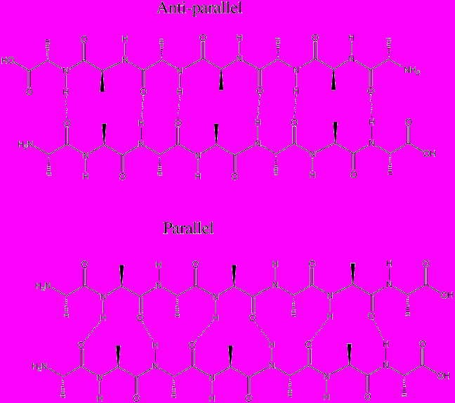 Amiloid szálak szerkezete Fehérjék polimerizációs