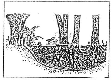 Mikor beszélünk járványról? 3. Hogyan fertőznek a vírusok? 4. Hogyan előzhetők meg a fertőző betegségek? (7 pont) 5. Hogyan gyógyíthatók a fertőző betegségek? 6.