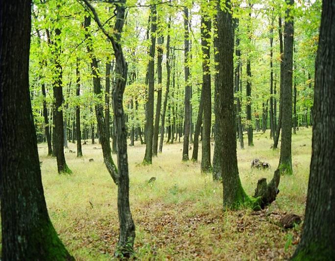 Mi az alapvető különbség a két erdőtípus között emberi hatás szempontjából? 3. Melyek azok a szintek, melyek jelentősen különböznek a kétféle erdőben? Mi az oka az eltérésnek? Említsen kettőt! 4.
