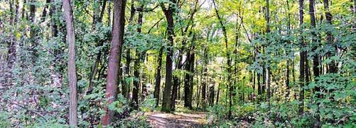 2 Mesto V mestskom lesoparku Berek budú rúbať stromy Výrub ešte neznamená hospodársku ťažbu. V Bereku sa chystá prebierka stromov a prerezávanie porastu.