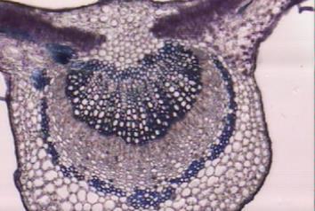 2. Mesophyllum