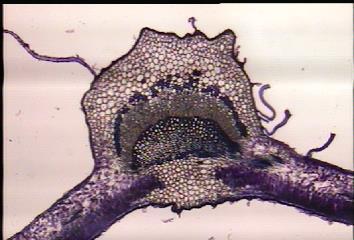 Mesophyllum and main