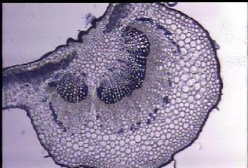 Mesophyllum and