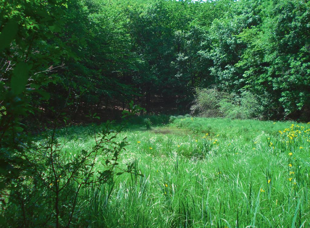 Photo 5 Lake Zsombékos