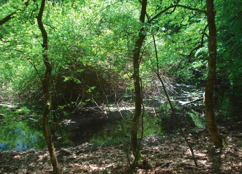c) 3. kép A Feneketlen-tó. a) 2003; b) 2009; c) 2013.