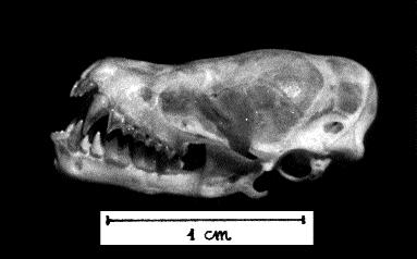 Figura 2 Craniul exemplarului de Eptesicus nilsonii