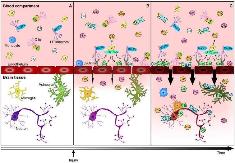 Orsini et al, 2014 Complement-mediated endothelial damage: working hypothesis. Healthy brain endothelial cells physically isolate the brain parenchyma from the blood compartment.